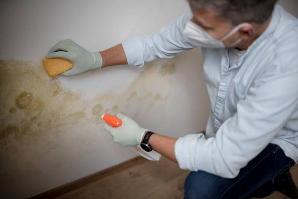 Best Black Mold Removal  in Middletown, PA