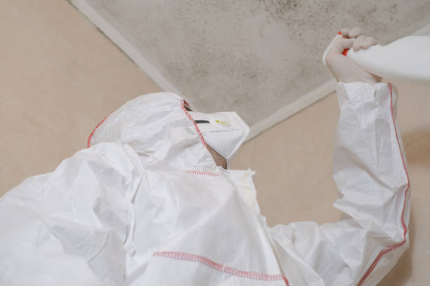 Best Black Mold Removal  in Middletown, PA