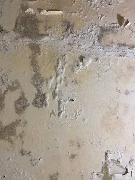 Mold Testing and Removal in Middletown, PA