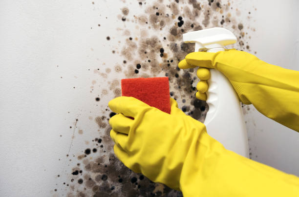 Best Local Mold Removal Service  in Middletown, PA