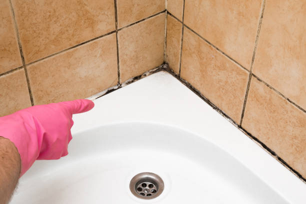 Best Mold Removal Company Near Me  in Middletown, PA